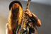 Black Label Society - October 7, 2010 - Electric Factory - Philadelphia