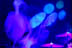 The Special Goodness - February 6, 2004 - The Troubadour